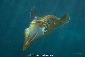Squidward - we were doing an early morning dive off Turtl... by Robin Bateman 